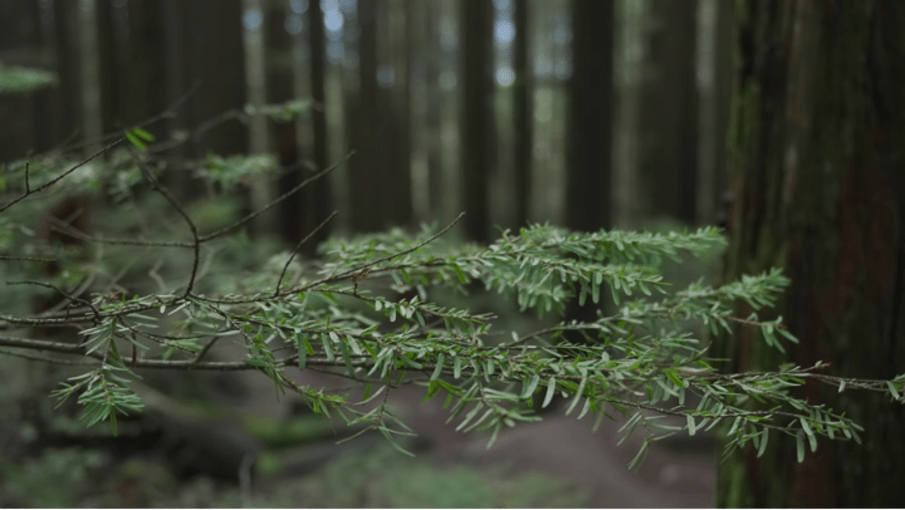 hemlock branches