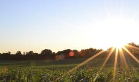 Sun Shining over field