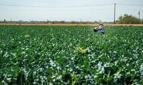 two farmworkers working in a field