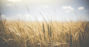 Farm wheat field