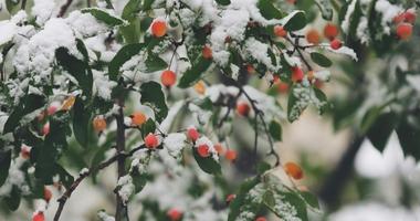 Snow on berries