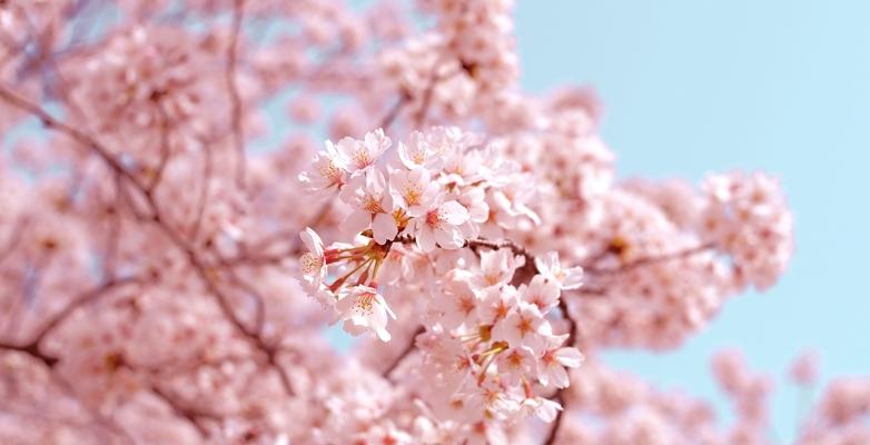 Cherry Blossoms blooming in spring