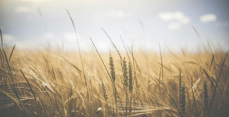Farm wheat field