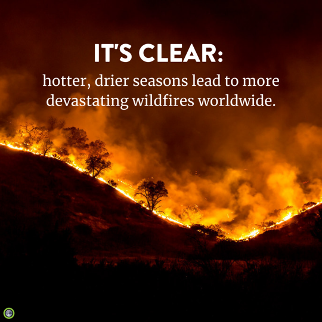Wereldwijde bosbranden